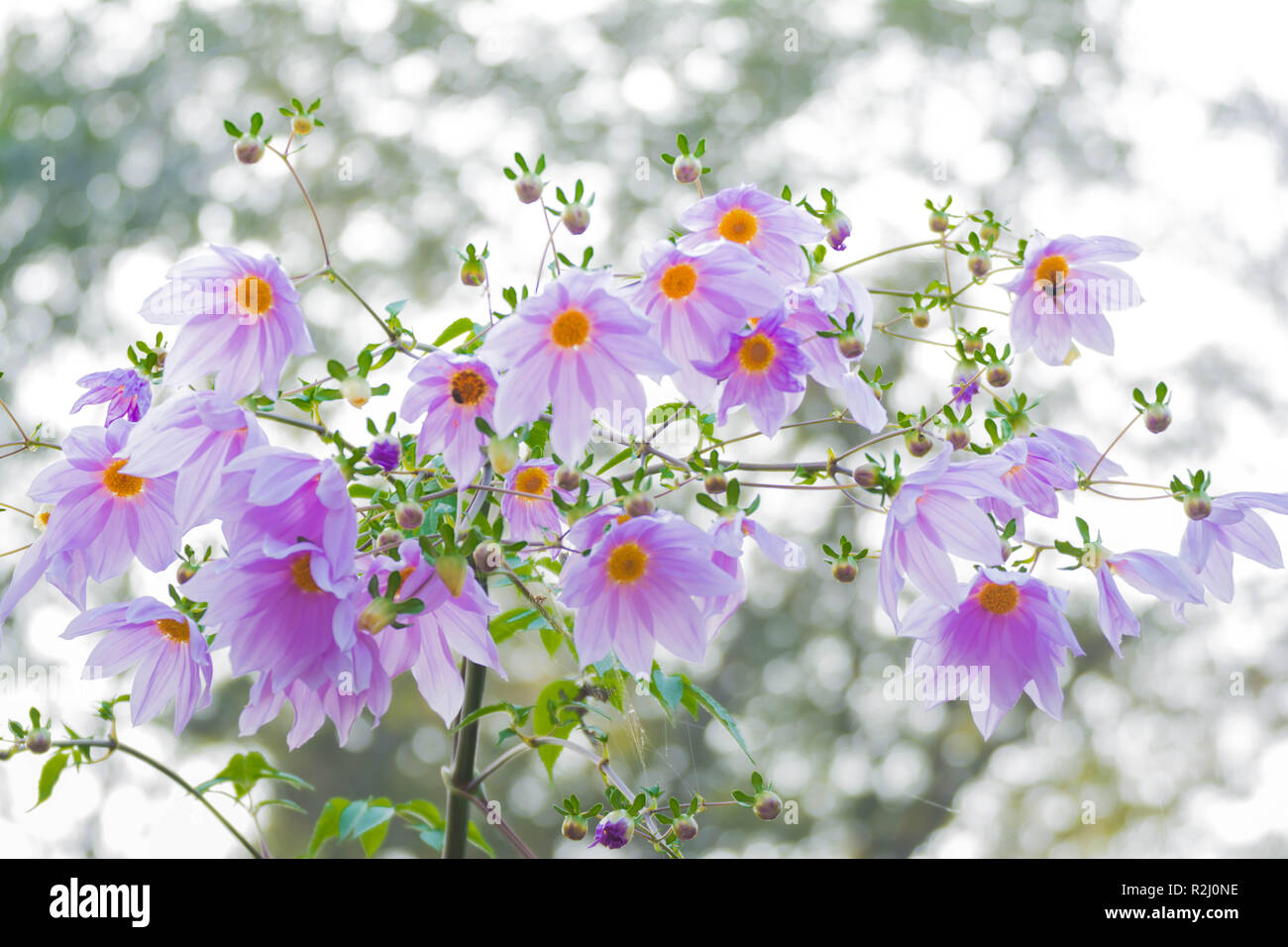 Wunderschöne Blüte rosa Blume ast Baum Dahlia Stockfoto
