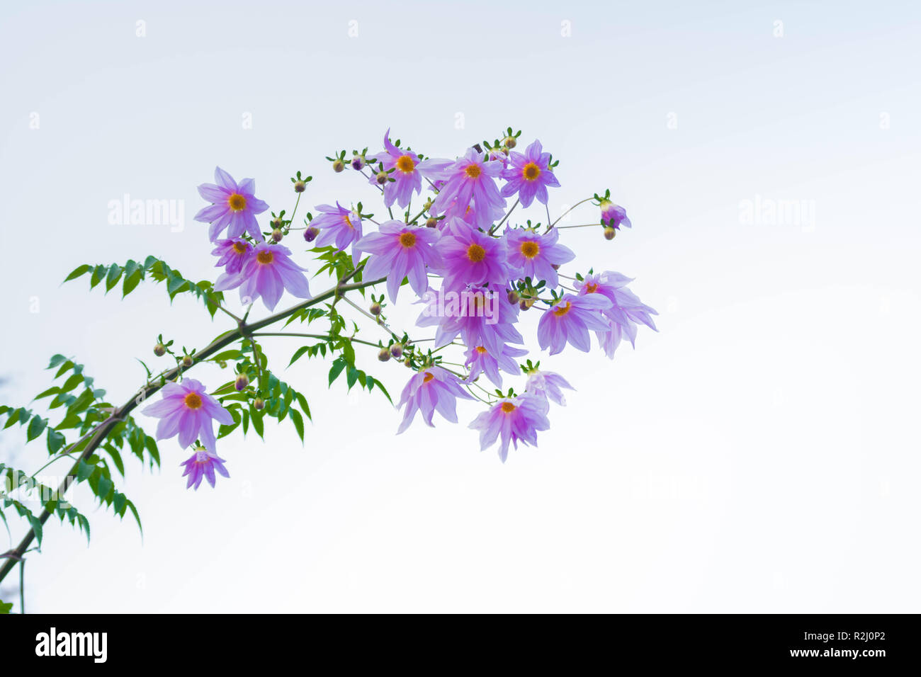 Wunderschöne Blüte rosa Blume ast Baum Dahlia Stockfoto