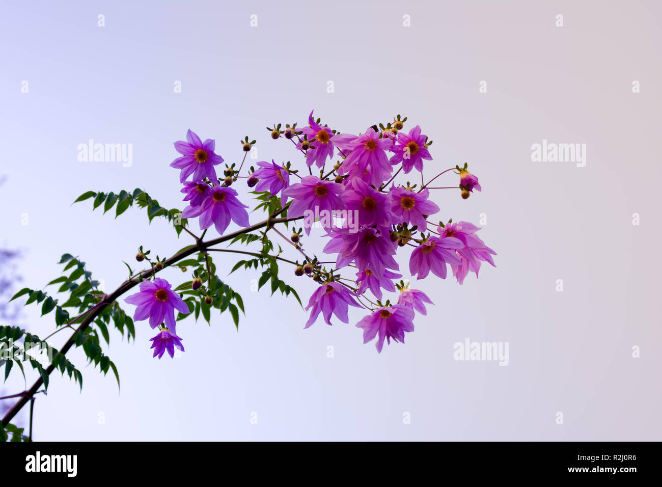 Wunderschöne Blüte rosa Blume ast Baum Dahlia Stockfoto