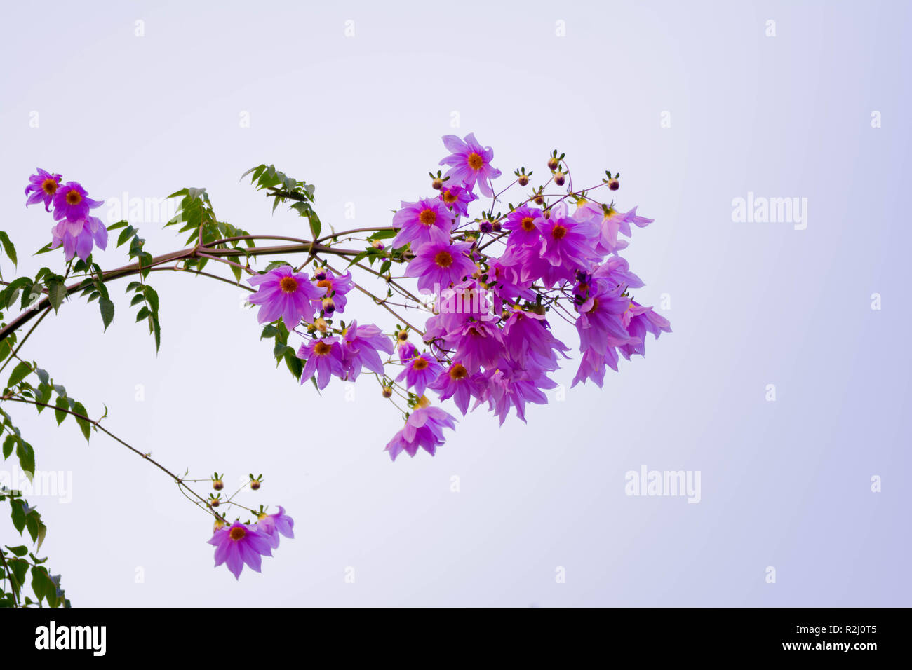 Wunderschöne Blüte rosa Blume ast Baum Dahlia Stockfoto