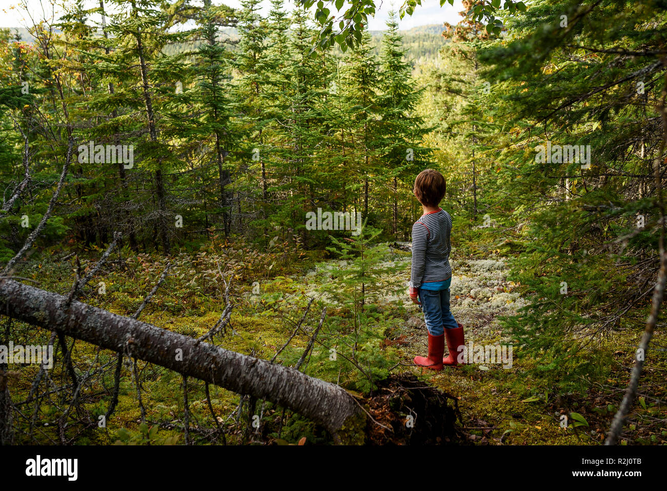 Junge in einem Wald im Sommer, Lake Superior Provincial Park, United States Stockfoto