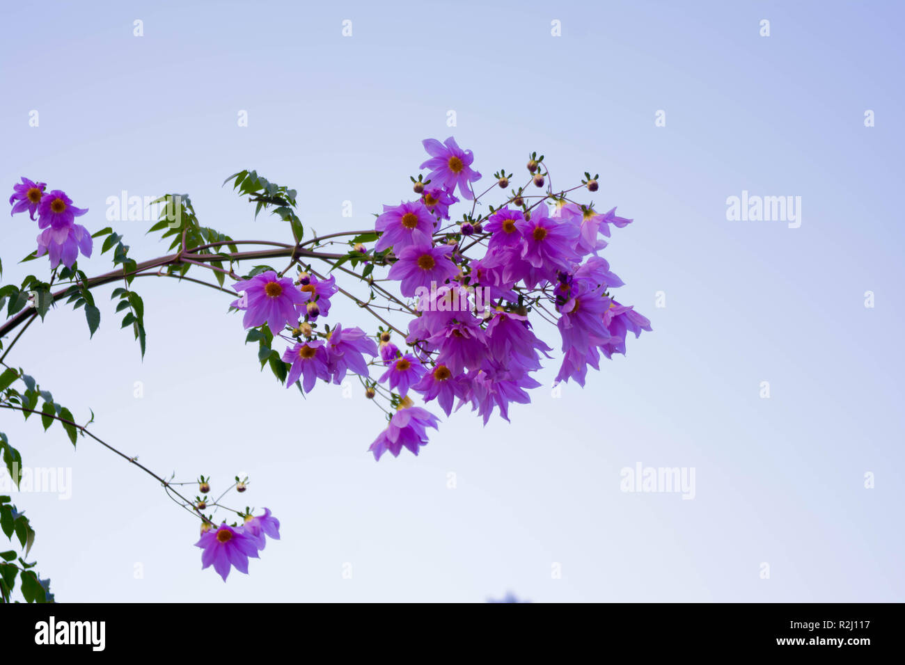 Wunderschöne Blüte rosa Blume ast Baum Dahlia Stockfoto