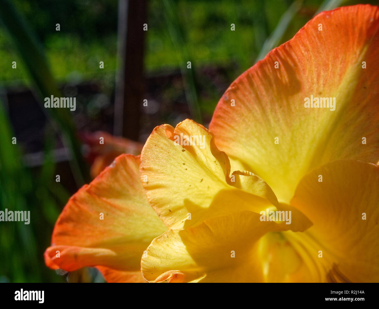 Orange Gladiolen blühen im Sommer Makro, Russland Stockfoto