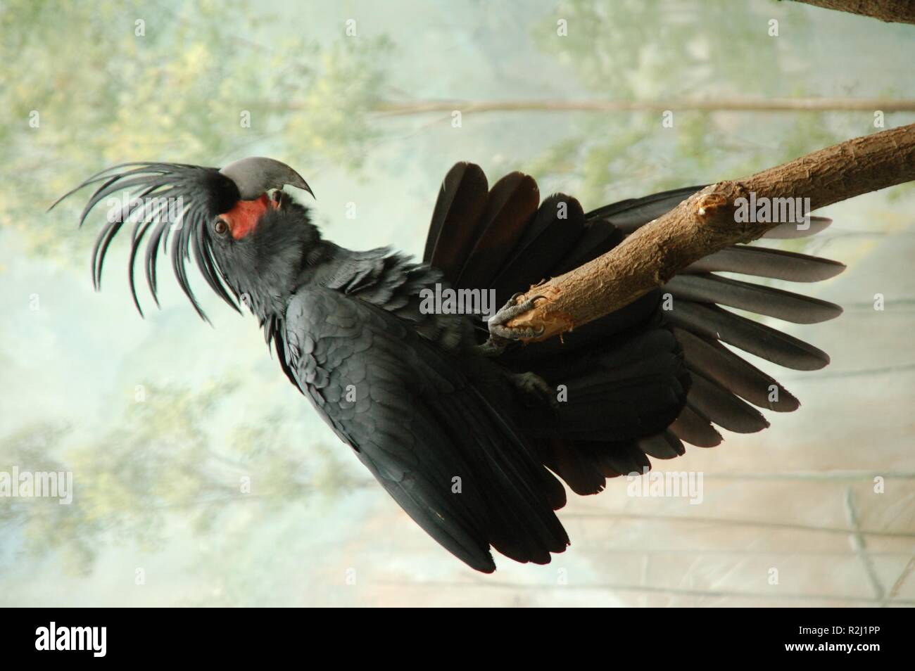 schwarze madonna Stockfoto