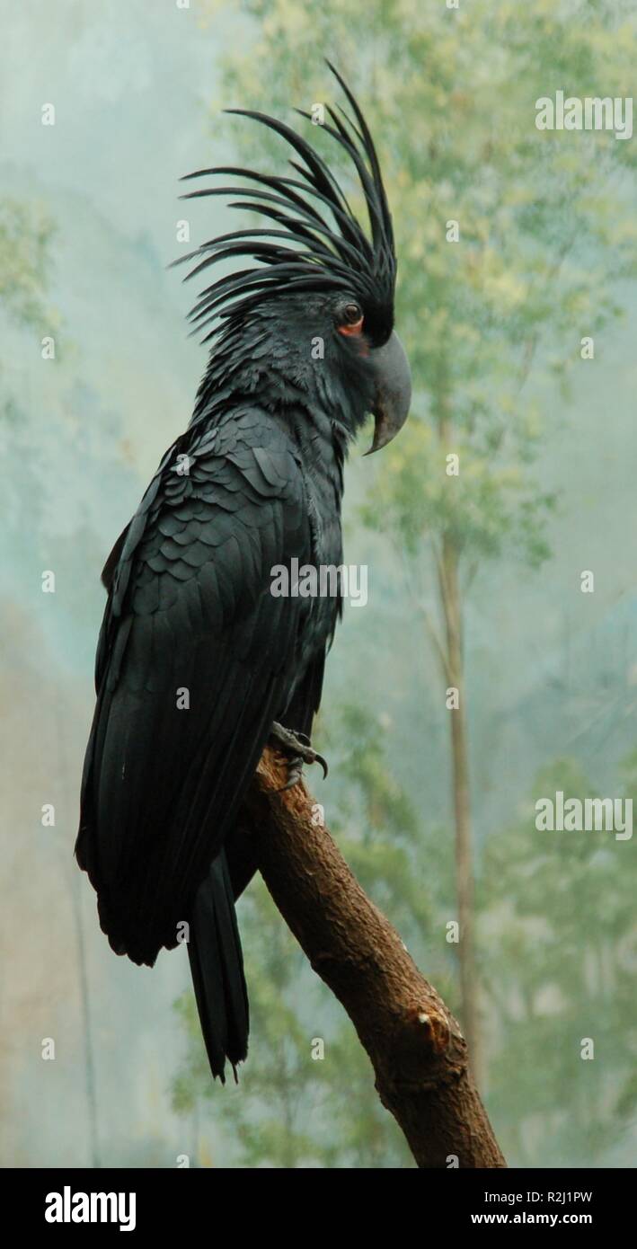 schwarze madonna Stockfoto