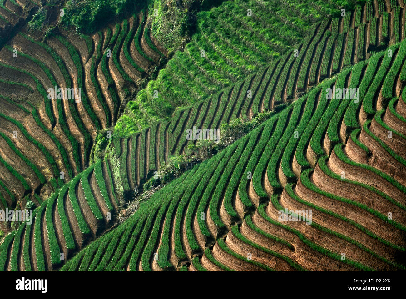 Luftaufnahme von Zwiebeln wachsen auf terrassierten Feldern, Indonesien Stockfoto