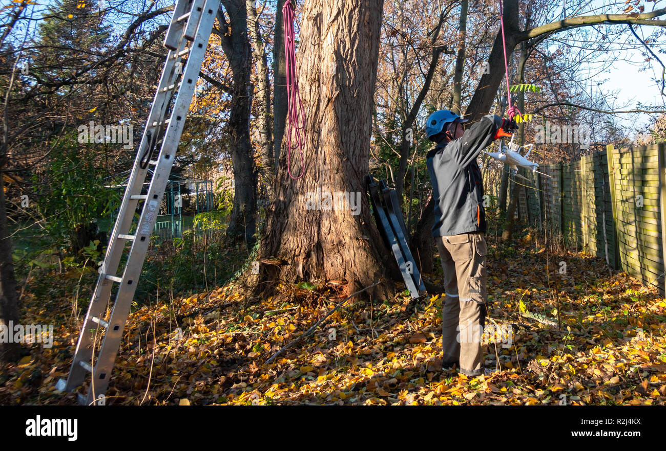 Braunschweig, Deutschland, 17. November 2018: Der Helfer eines professionellen Tree climber nimmt die Drohne auf dem Boden auf einem Seil langsam abgesenkt. Stockfoto