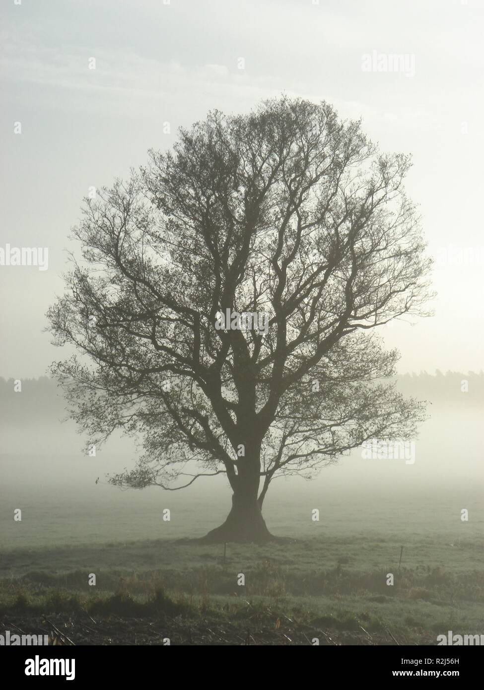 Nebel Baum Stockfoto