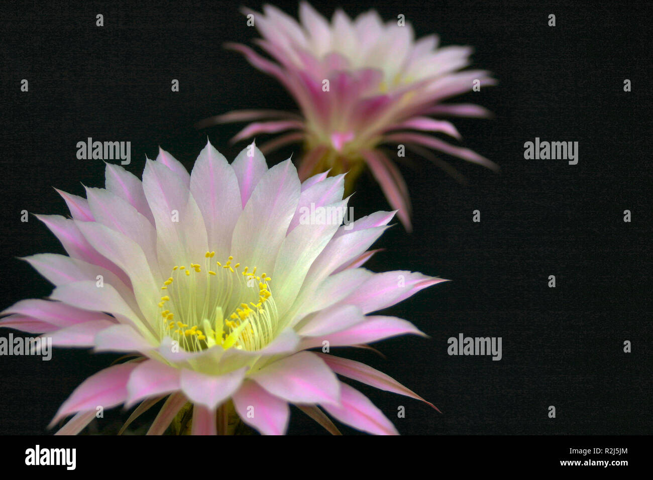 Kaktus-Blumen Stockfoto