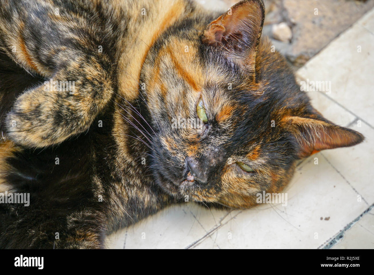 Seitenansicht Portrait von einer Katze den Kopf auf dem Boden liegend Stockfoto