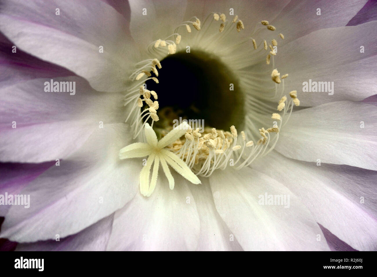 Blume in voller Blüte Stockfoto