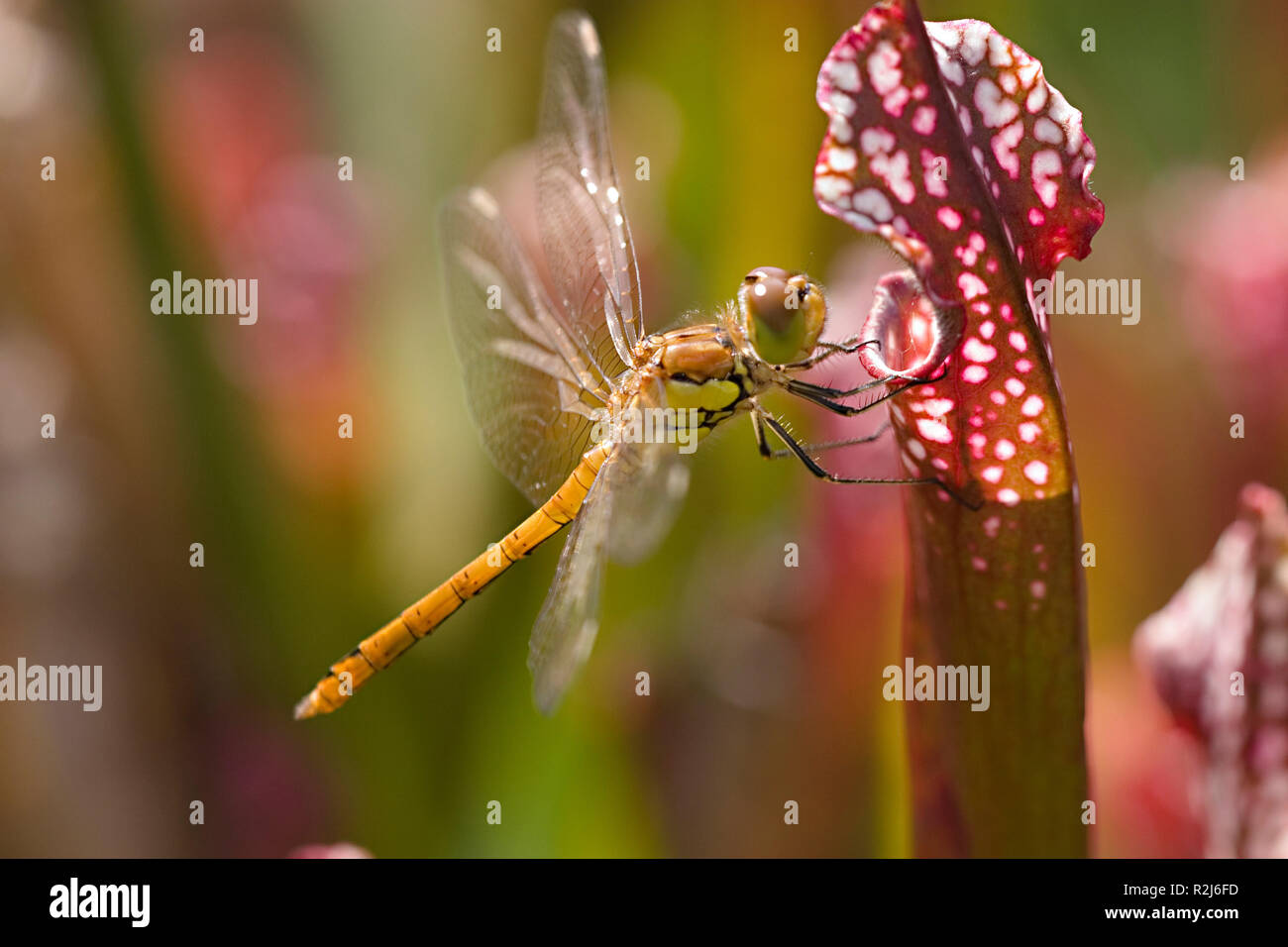 Big darter, vor kurzem geschlüpft Stockfoto