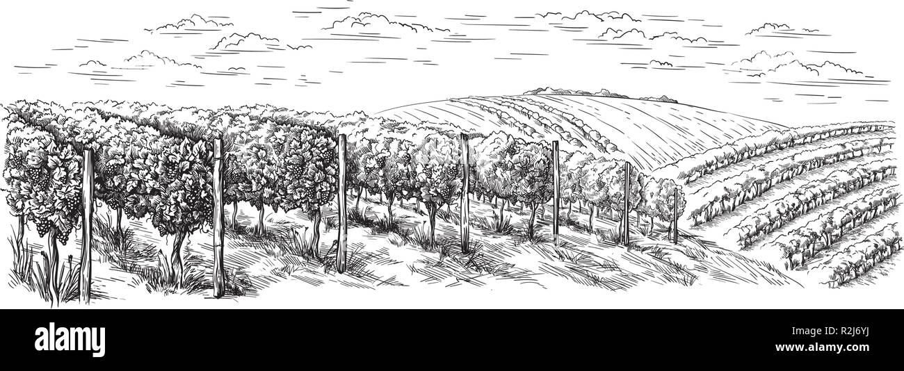 Weinstock Plantage Hügel, Bäume, Wolken am Horizont Vector Illustration Stock Vektor