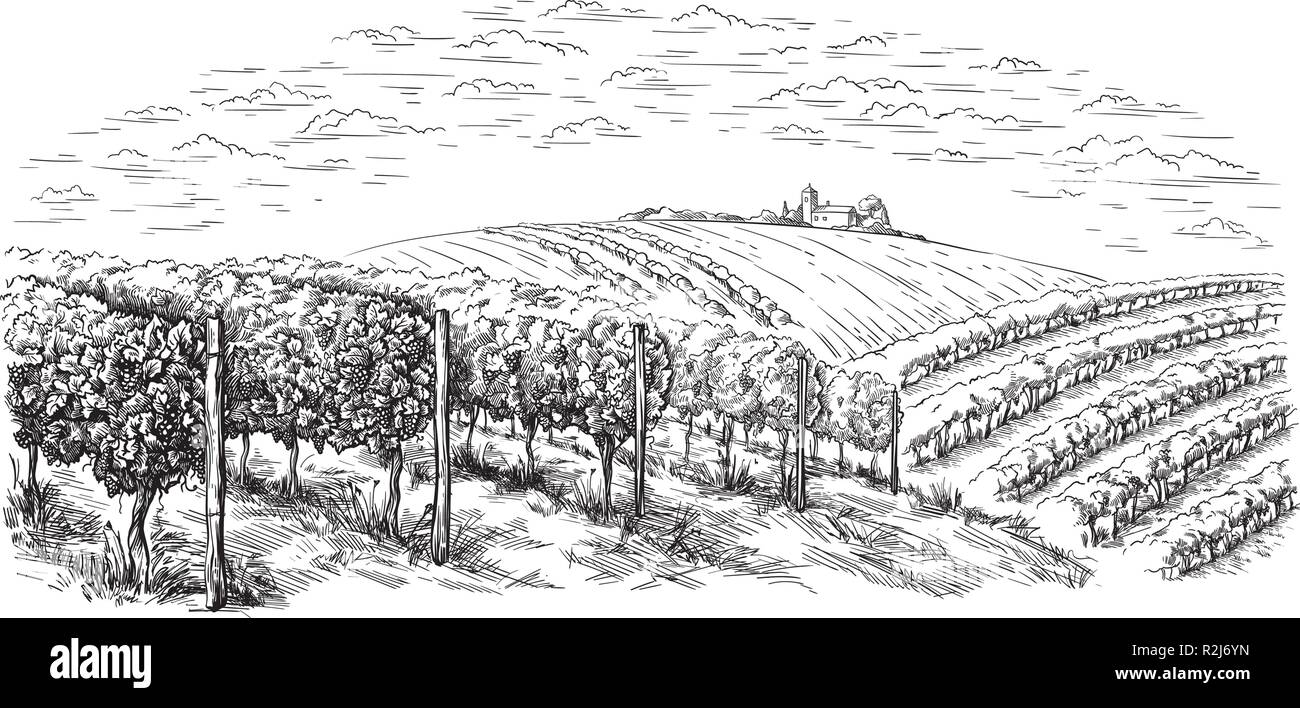 Weinstock Plantage Hügel, Bäume, Wolken am Horizont Vector Illustration Stock Vektor