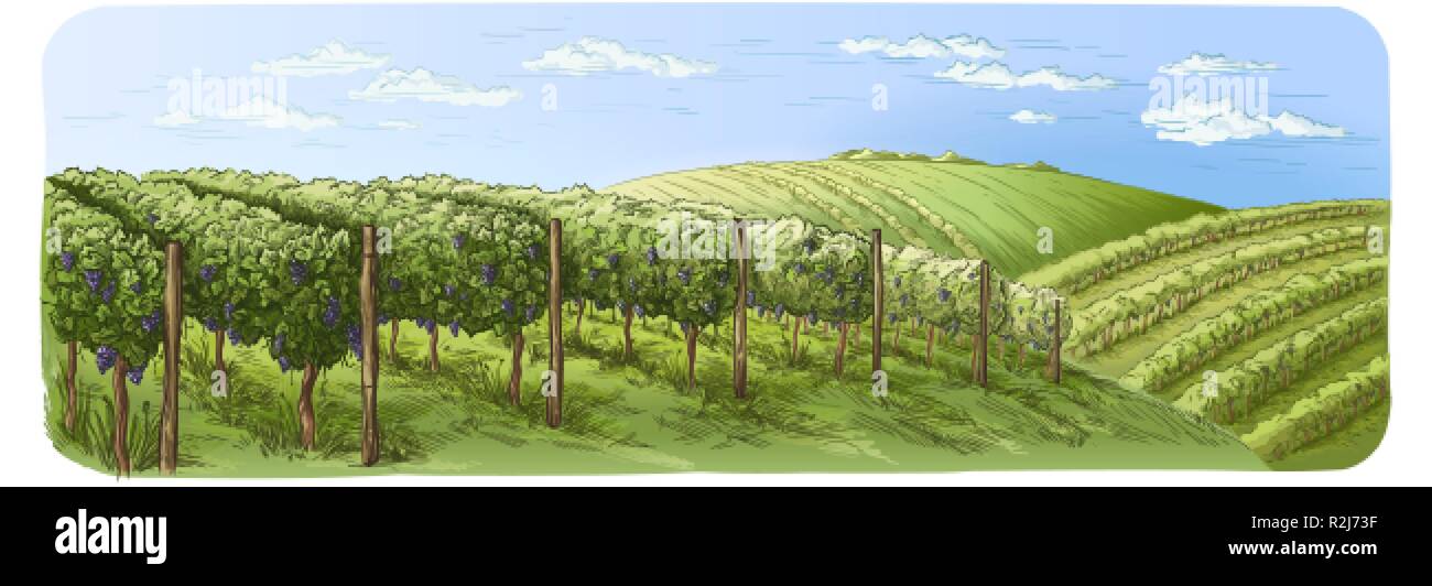 Bunte Weinstock Plantage Hügel, Bäume, Wolken am Horizont Vector Illustration Stock Vektor