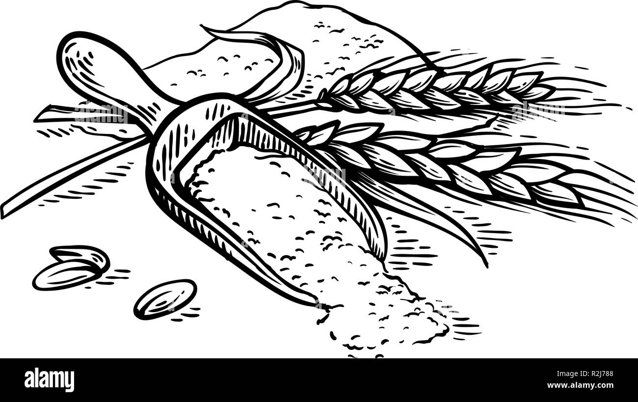 Holz- Schaufel von frischen Ohren von Weizenmehl auf weißem Hintergrund Vector Illustration Stock Vektor