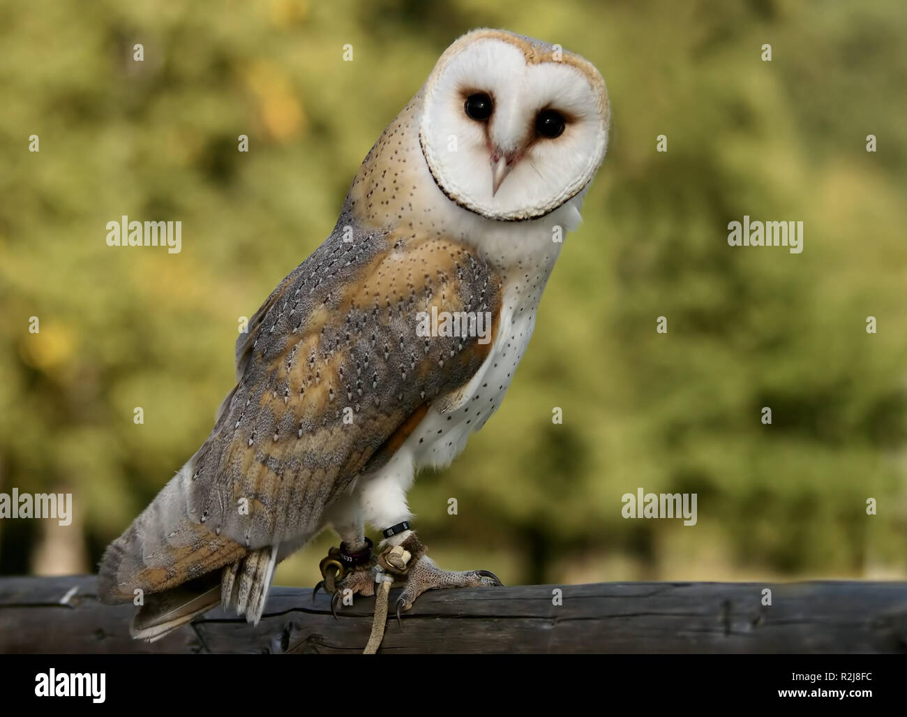 neugierig Stockfoto