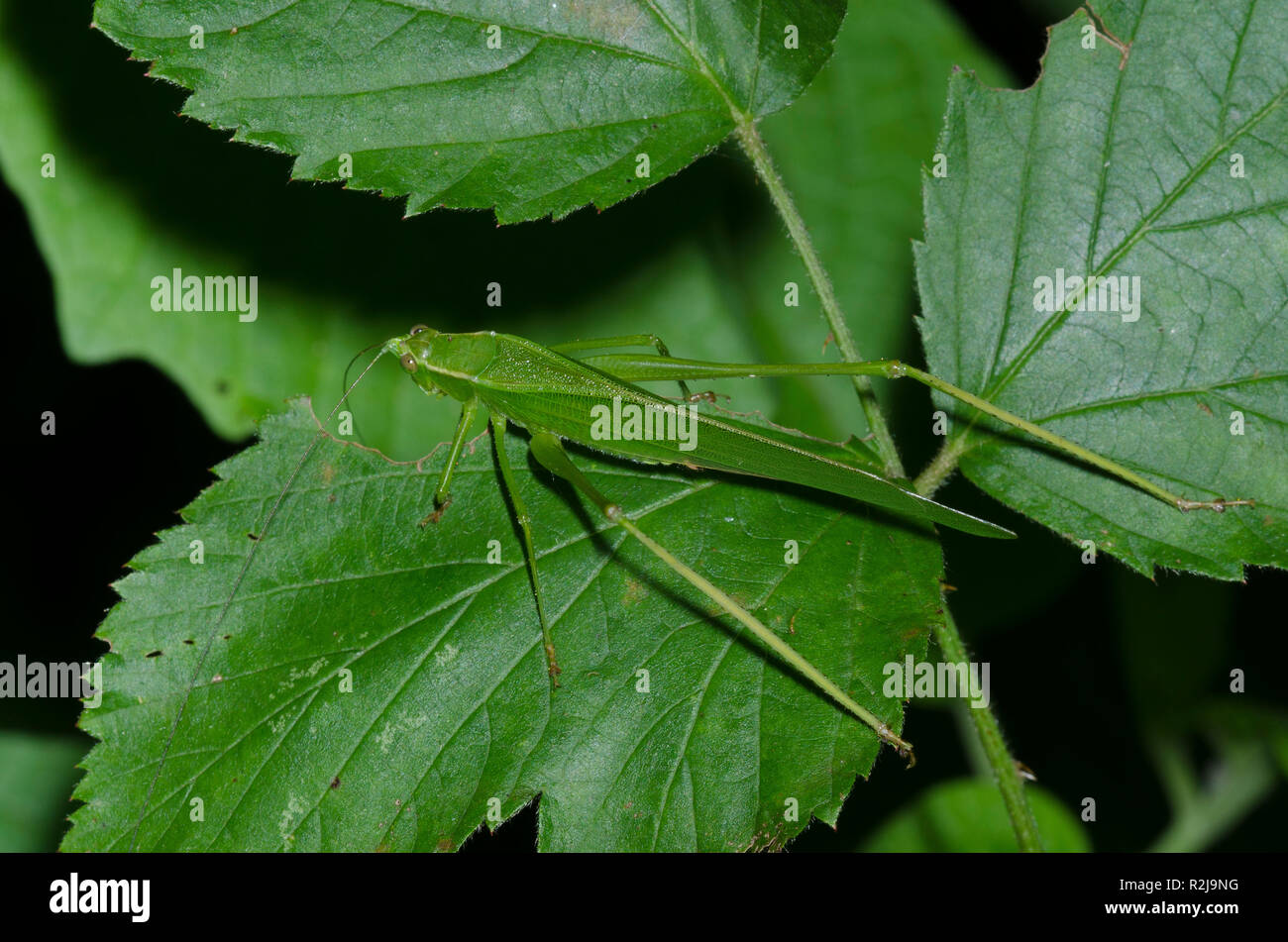 Bush, Katydid Scudderia sp. Stockfoto