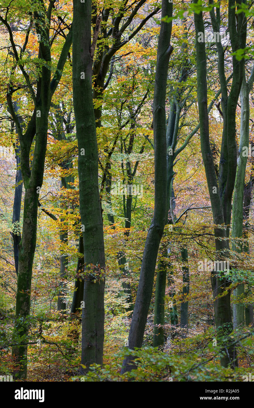 Buche Bäume im Herbst, Painswick, Cotswolds, Gloucestershire, England, Vereinigtes Königreich, Europa Stockfoto