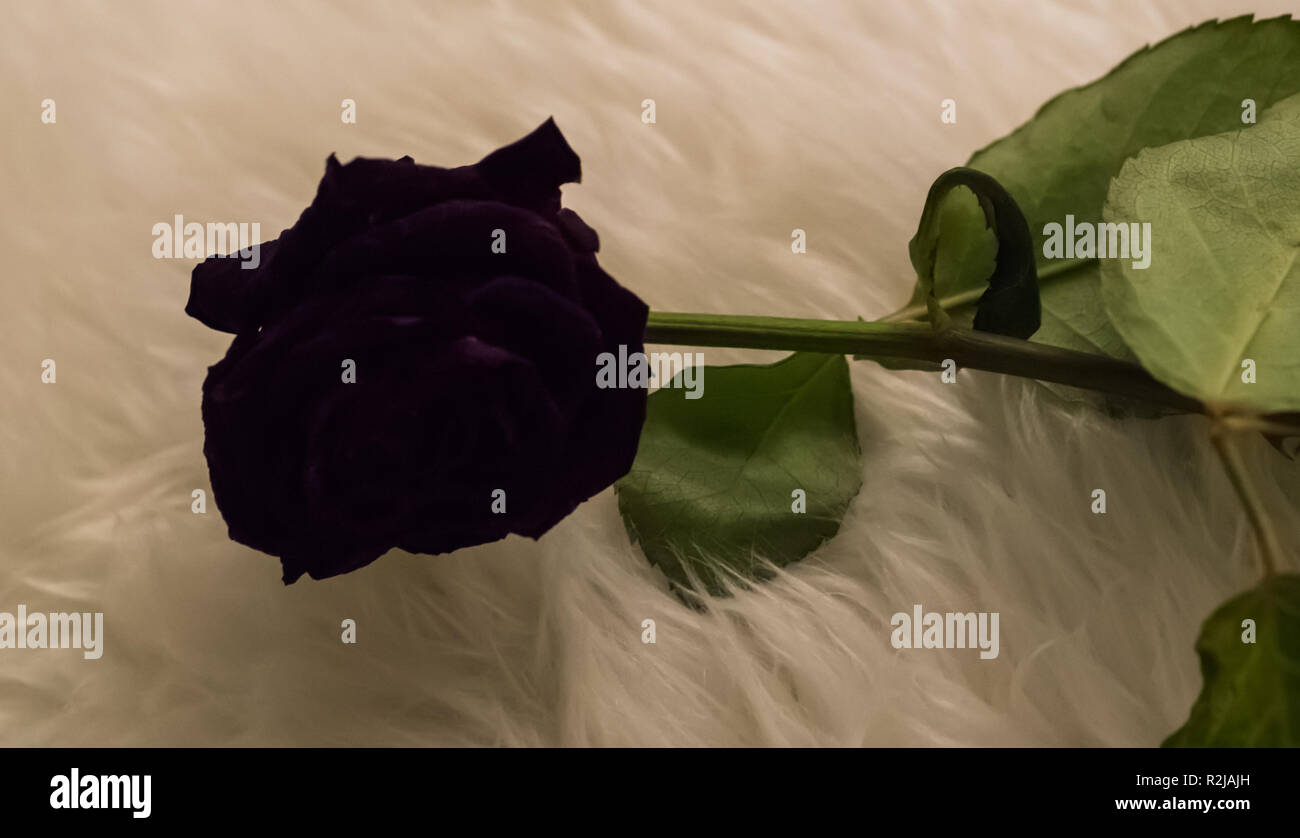 Gotische Valentinstag Geschenk eine dunkle schwarze Rose eine seltsame Art  und Weise Liebe ausdrücken Stockfotografie - Alamy