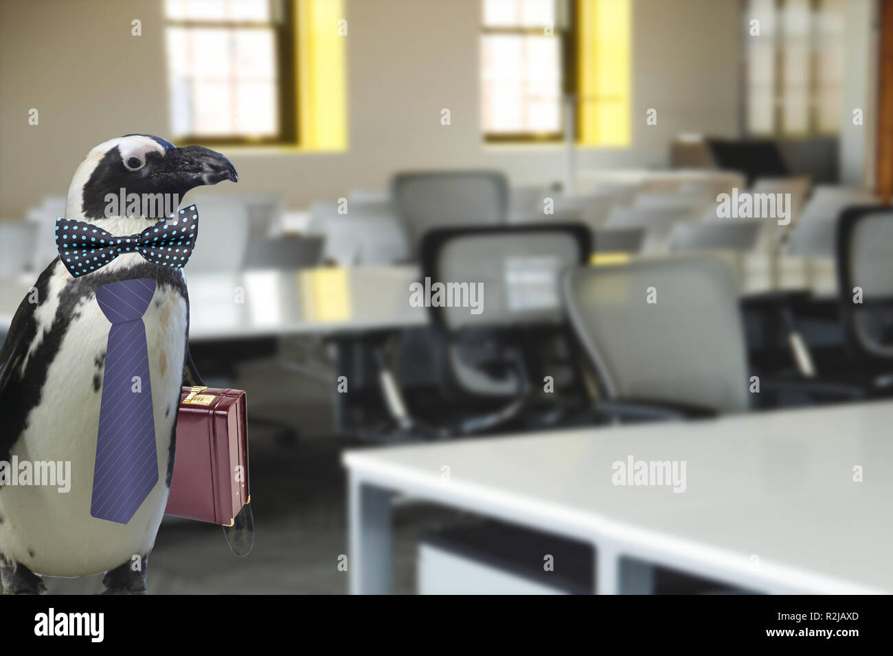 Lustiges Geschäft oder Lehrer der Schule Konzept der ein Pinguin in einem Riegel gekleidet und trägt einen Koffer stehen in einem Büro oder Klassenzimmer Stockfoto