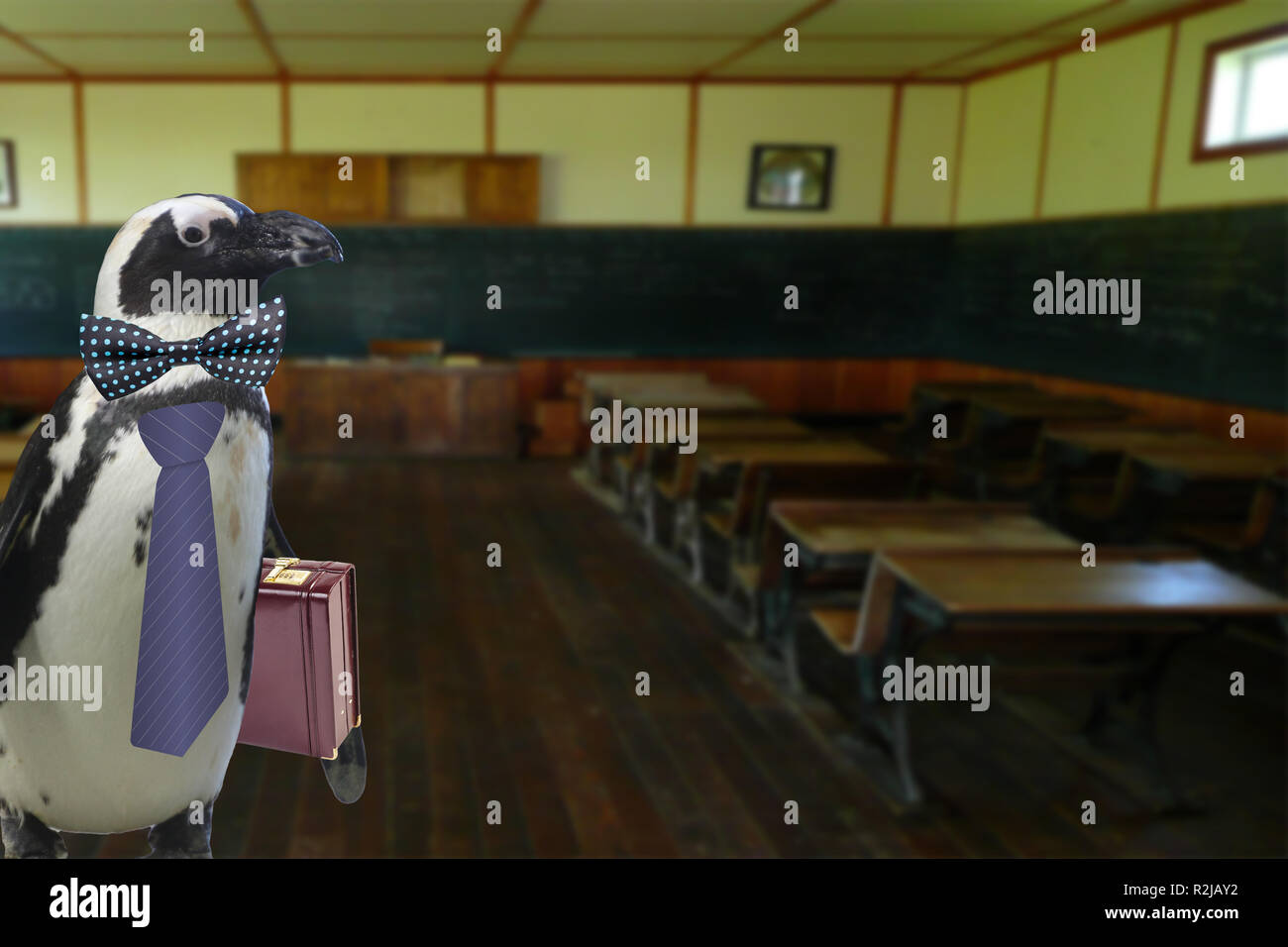Lustig verkleidet Pinguin Lehrer mit Koffer in einer leeren Schule Klassenzimmer Stockfoto