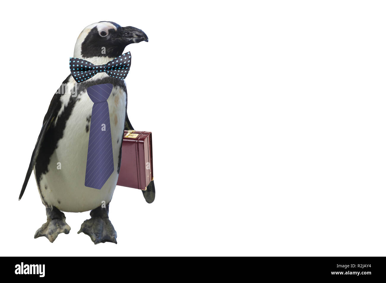 Lustiges Geschäft oder in der Schule Lehrer pinguin Konzept auf weißem Hintergrund Stockfoto