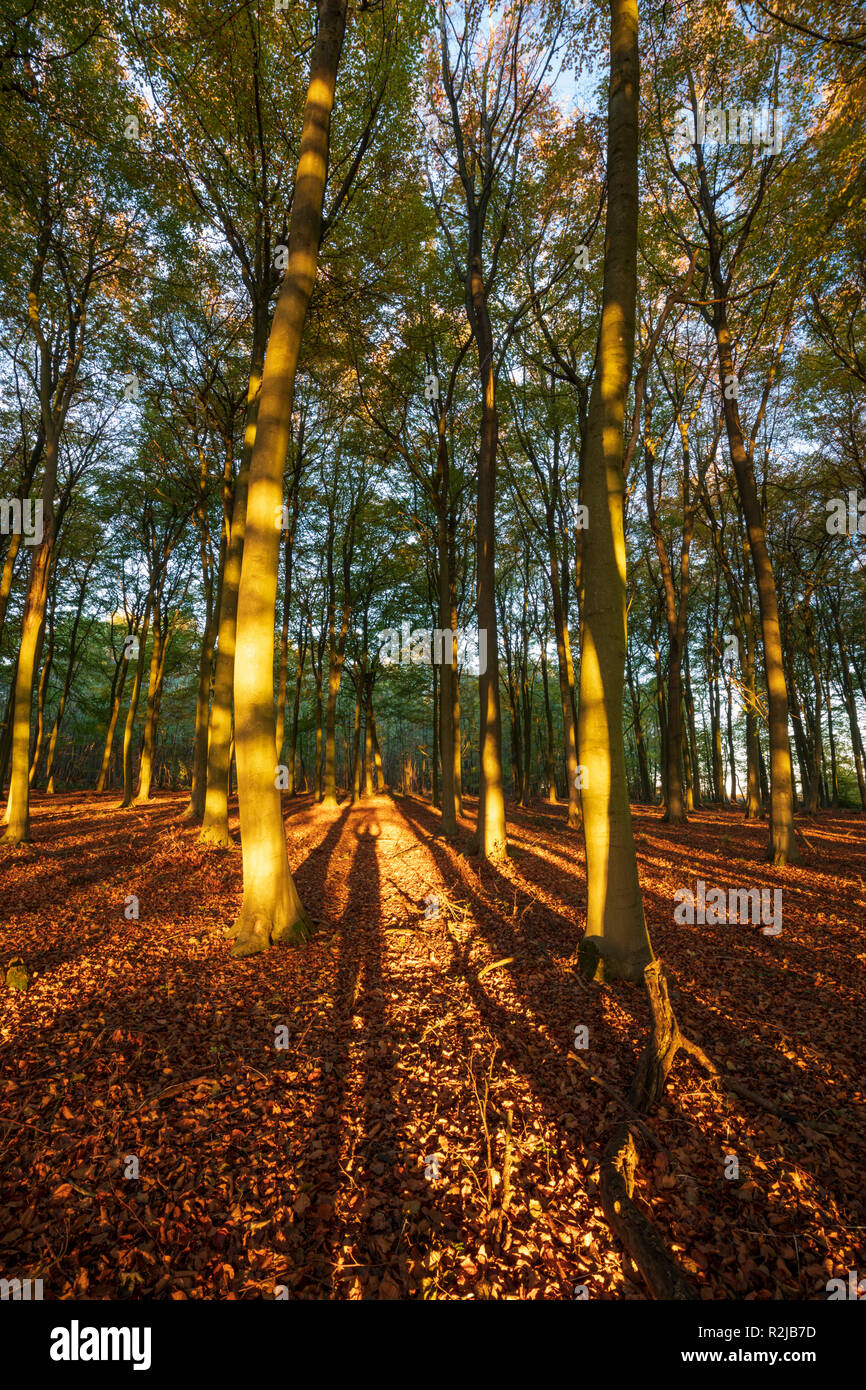 Sonnenaufgang im herbstlichen Buche holz, Snowshill, Cotswolds, Gloucestershire, England, Vereinigtes Königreich, Europa Stockfoto