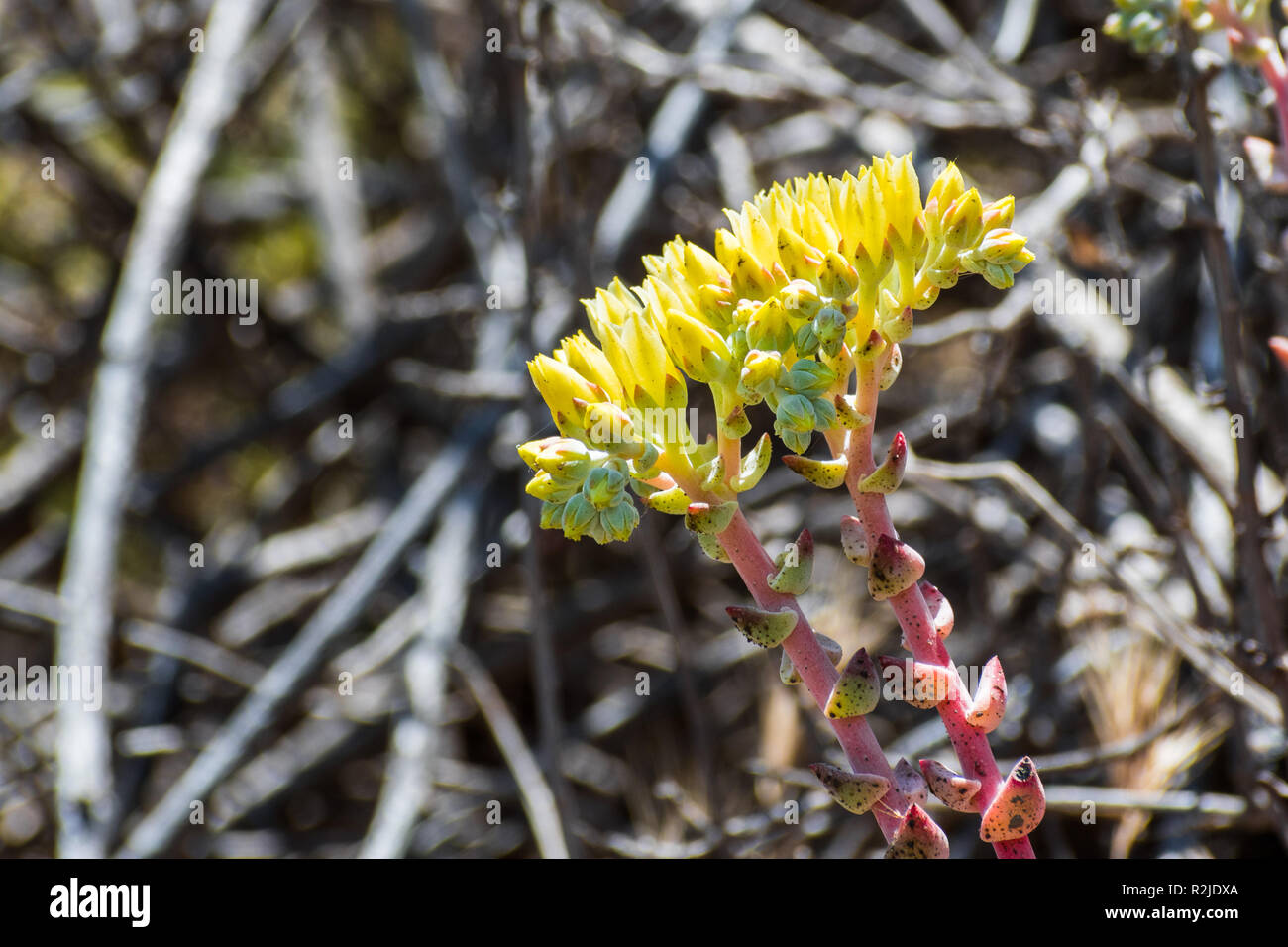 In der Nähe der Küste dudleya (Dudleya caespitosa) blühen auf den Hügeln von Marin Headlands, North San Francisco Bay Area, Kalifornien Stockfoto