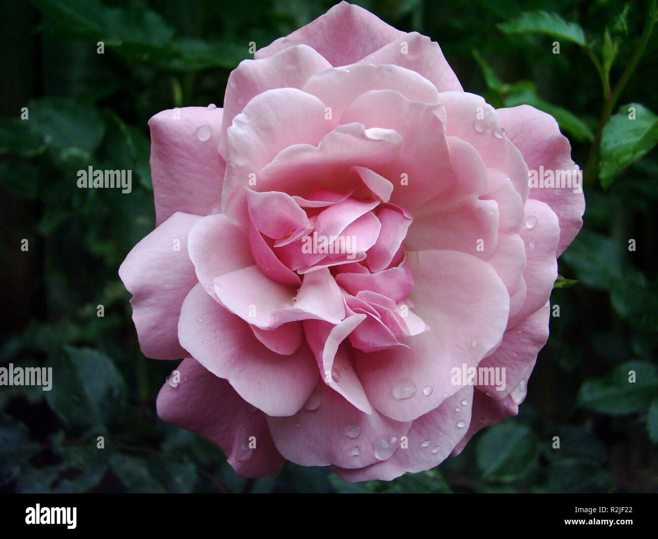 Rose nach dem Regen Stockfoto