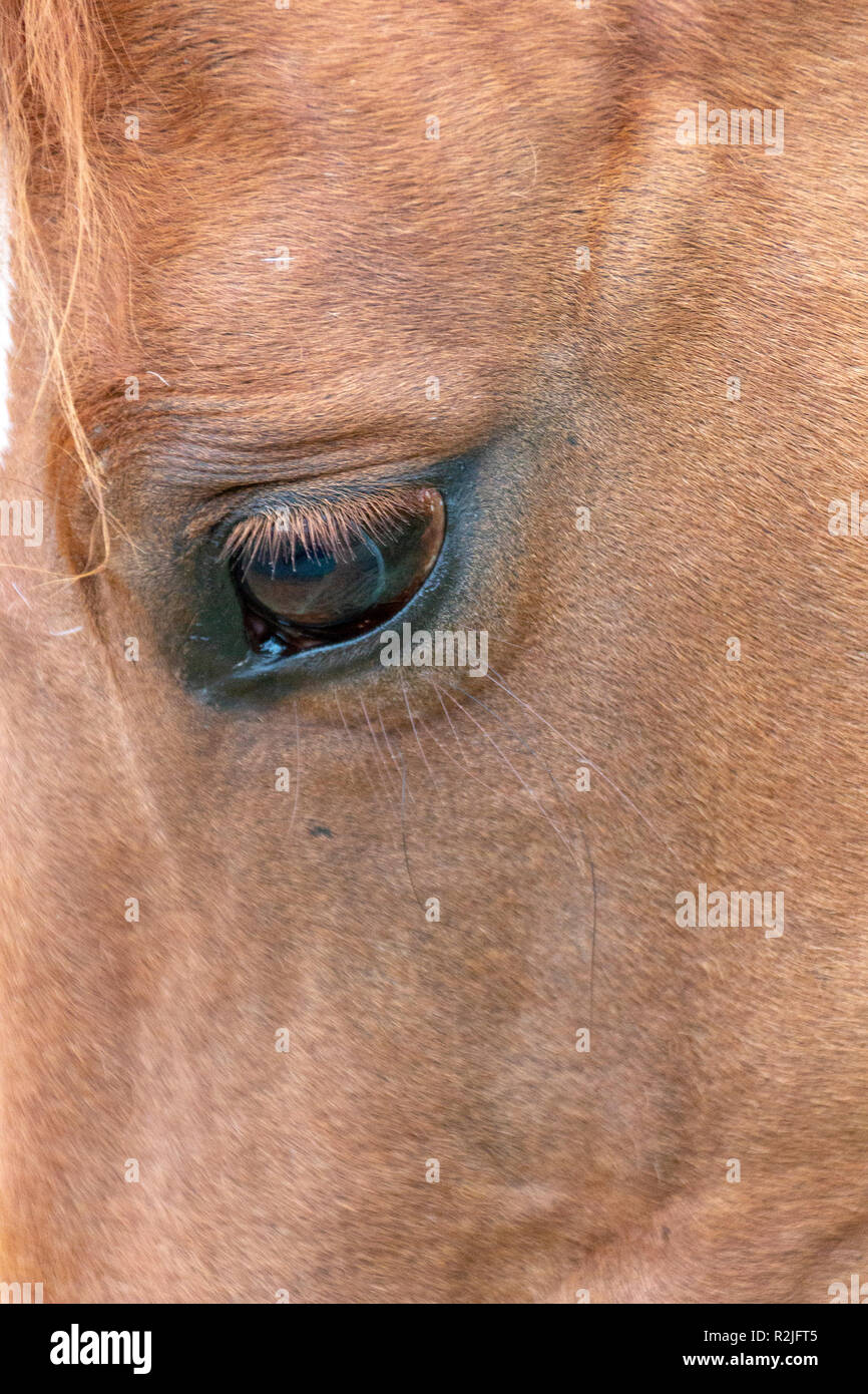 Eine Nahaufnahme von der Seite eines Pferde Gesicht Stockfoto