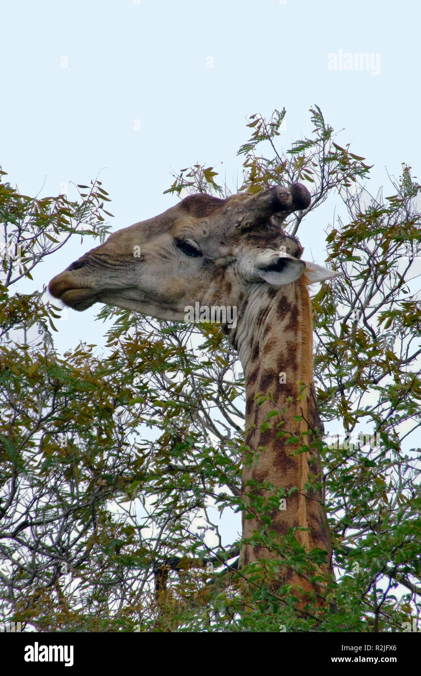 Der Kopf muss sich in der Krone Stockfoto