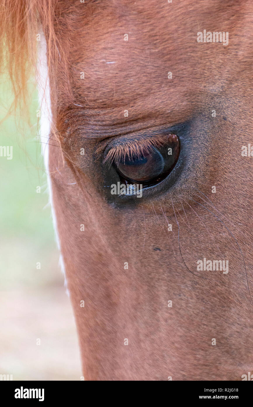 Eine Nahaufnahme von der Seite eines Pferde Gesicht Stockfoto