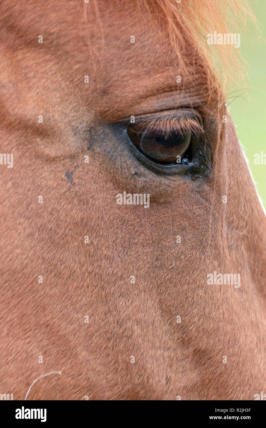 Eine Nahaufnahme von der Seite eines Pferde Gesicht Stockfoto