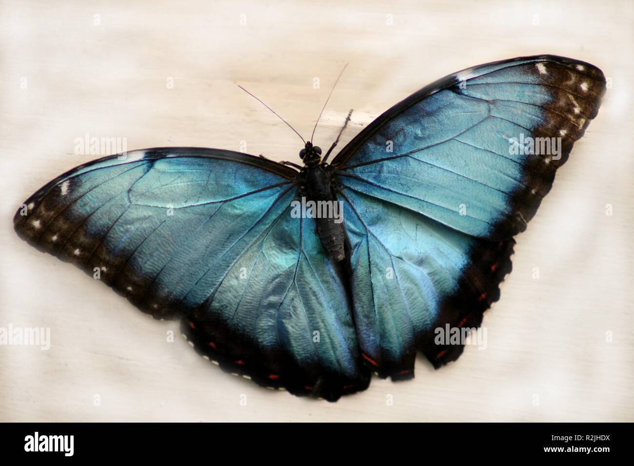 Papilio menelaus l. Stockfoto