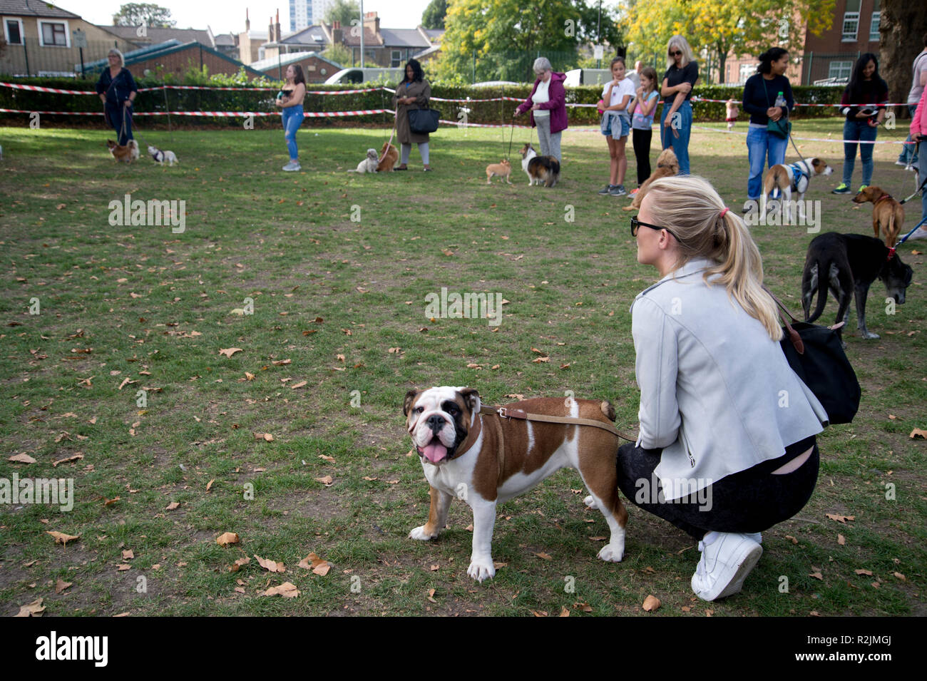 Hackney. London Felder. Dog show Stockfoto