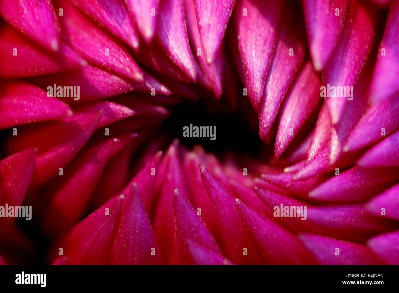 Blüten Kehle Stockfoto