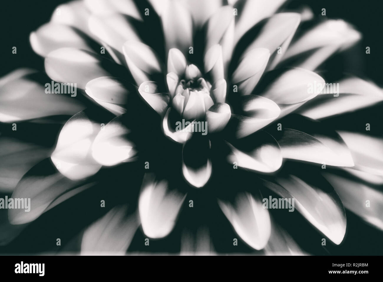 Nahaufnahme einer abstrakten gemusterten Dahlia mit vielen kleinen Blütenblätter Stockfoto