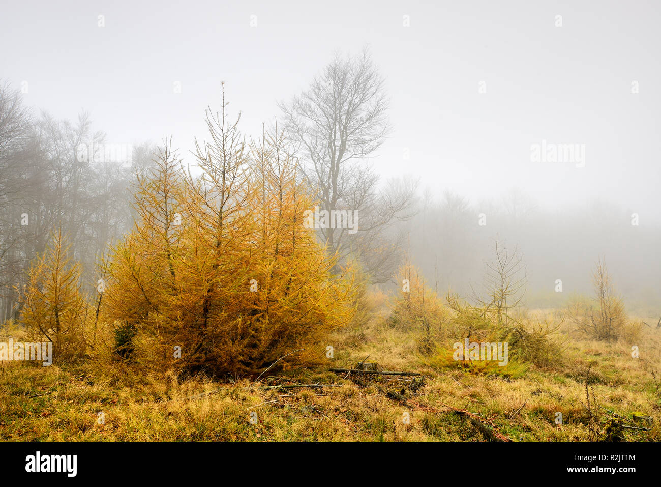 Deutschland, Hessen, Nationalpark Kellerwald-Edersee, Lichtung, so genannte Triesch, mit jungen Lärchen im späten Herbst, Nebel, Stockfoto