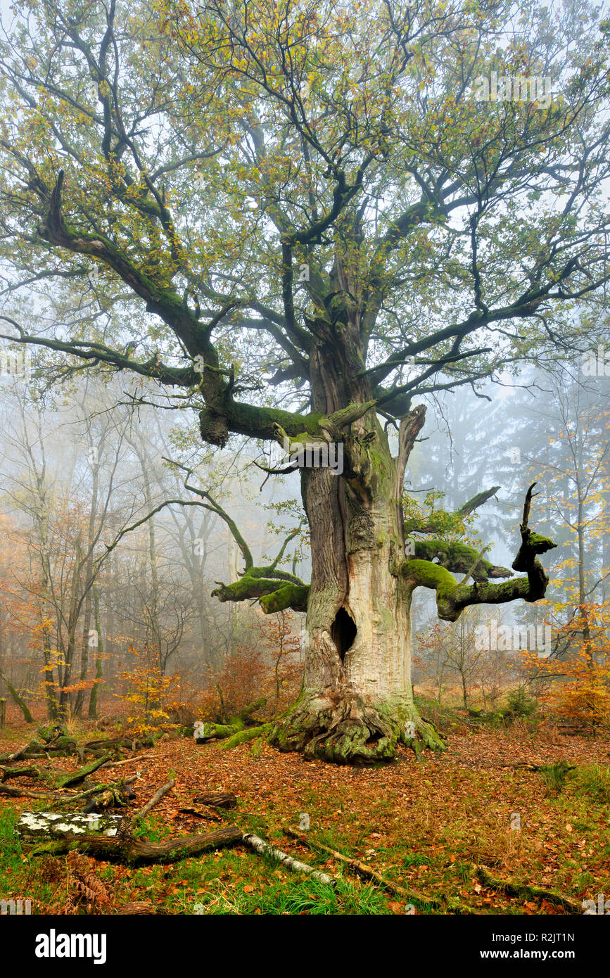 Deutschland, Hessen, Sababurg, Reinhardswald, gemeinsame Oak" Kamineiche', einem riesigen alten moosigen Eiche in einem ehemaligen pastorale Wald im Herbst knorrige, Nebel Stockfoto