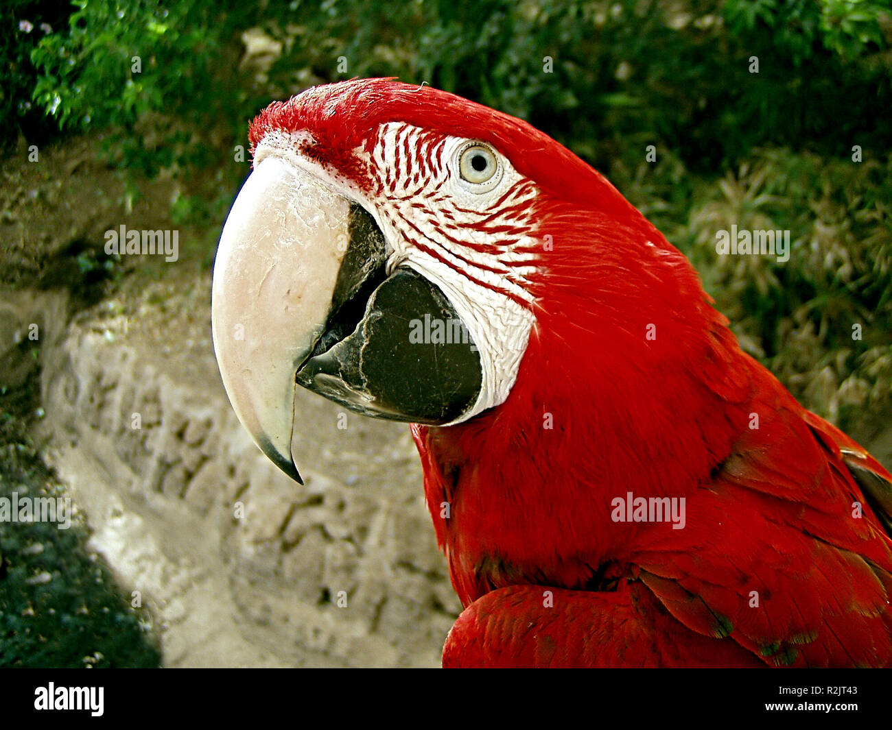 Papagei-Porträt Stockfoto