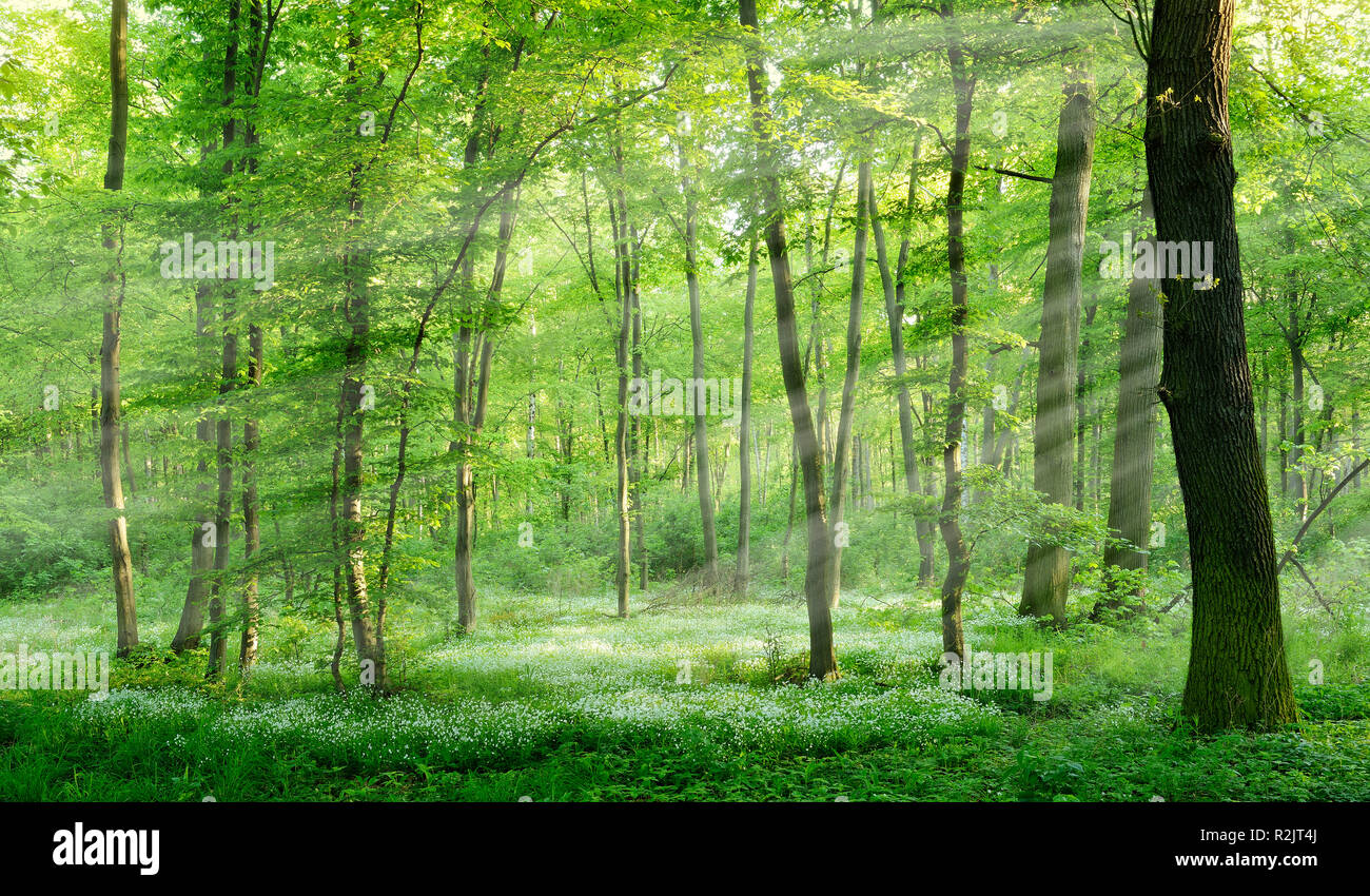 Natürlichen Laubwald im Frühjahr, frühe Blüten Pflanzen bedecken den Boden, Sonnenstrahlen, in der Nähe von Freyburg, Sachsen-Anhalt, Deutschland Stockfoto