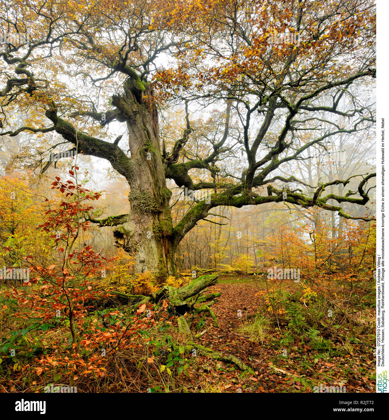 Deutschland, Hessen, Sababurg, Reinhardswald, riesigen alten Moosbewachsenen knorrigen Eiche in einem ehemaligen pastorale Wald im Herbst, Nebel Stockfoto