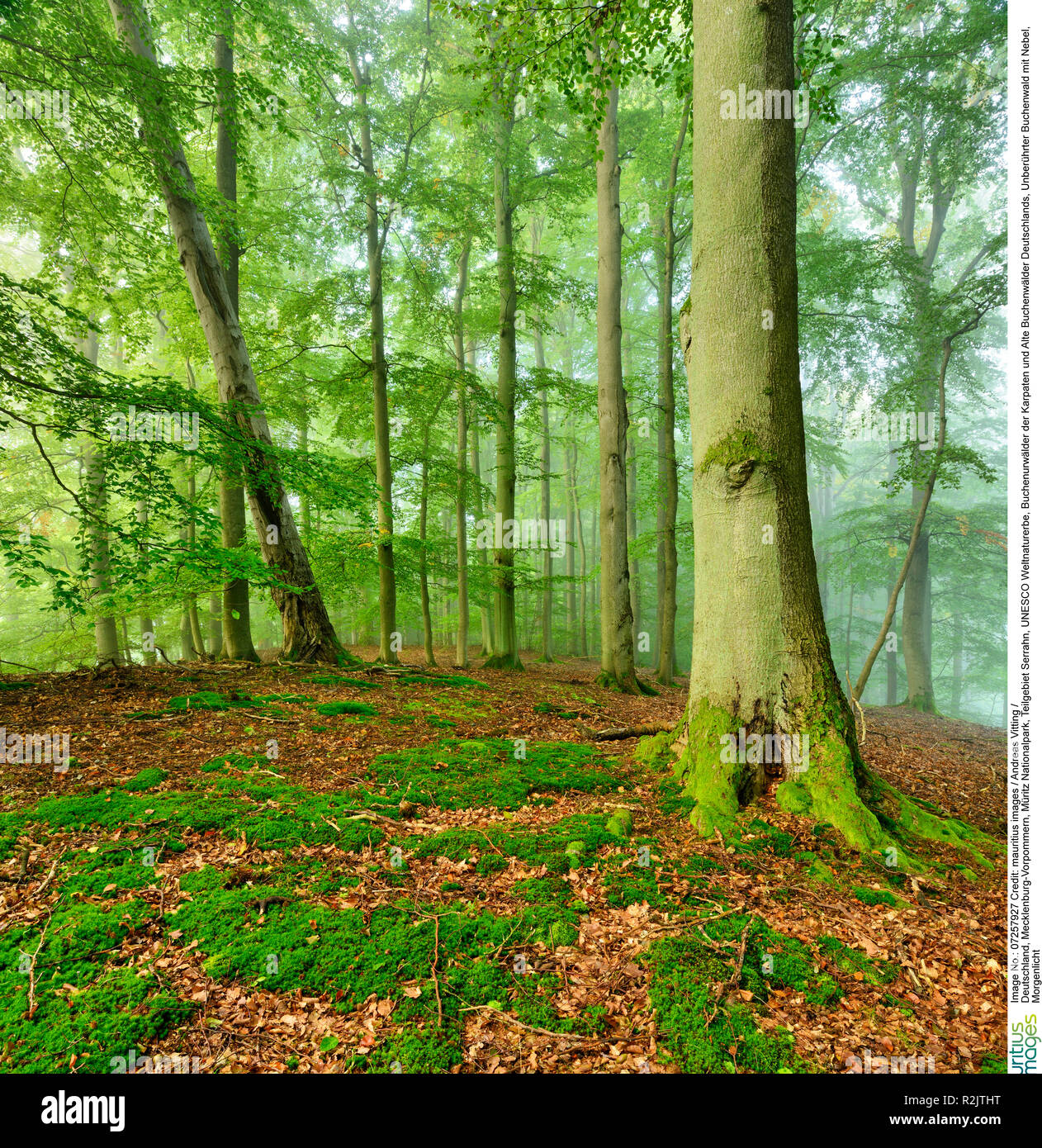 Deutschland, Mecklenburg-Vorpommern, Müritz Nationalpark, Teilgebiet Serrahn, UNESCO Weltnaturerbe, buche Wälder der Karpaten und Alte Buchenwälder in Deutschland, unberührten Buchenwald mit Nebel, morgen Licht Stockfoto