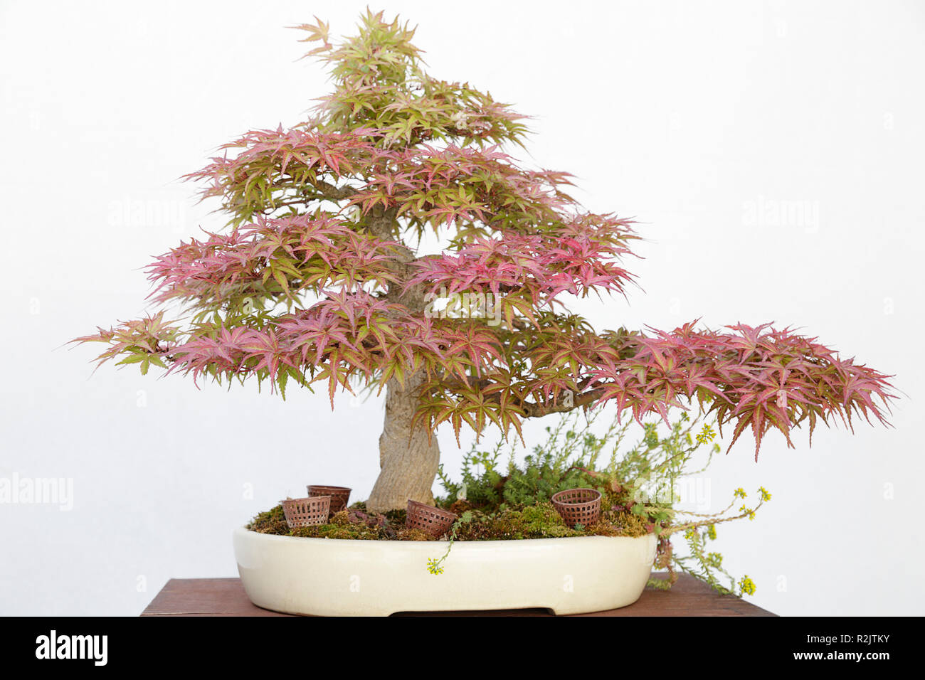 groupon bonsai Gorgeous Juniper Bonsai