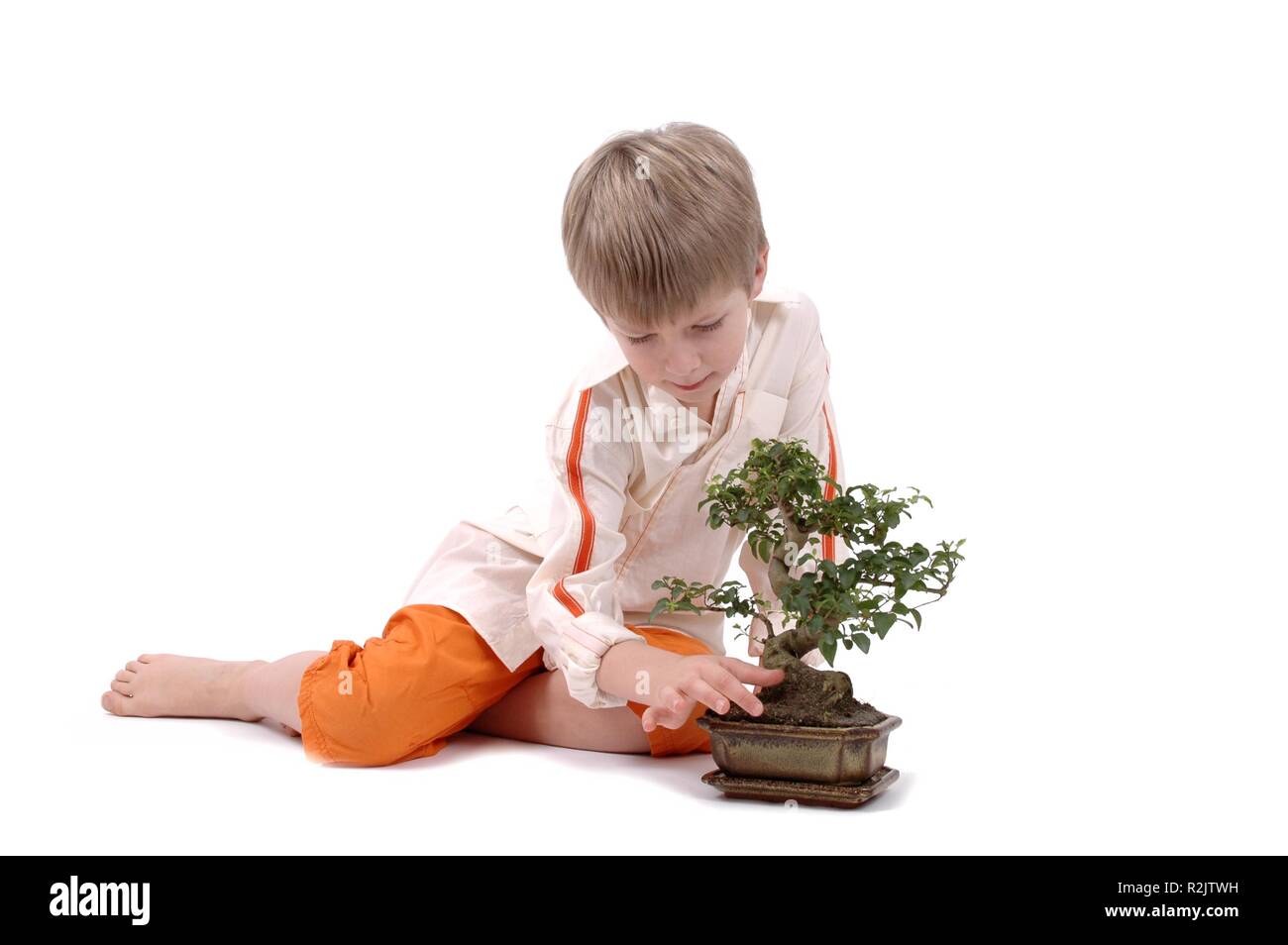 Bonsai Pflege Stockfoto