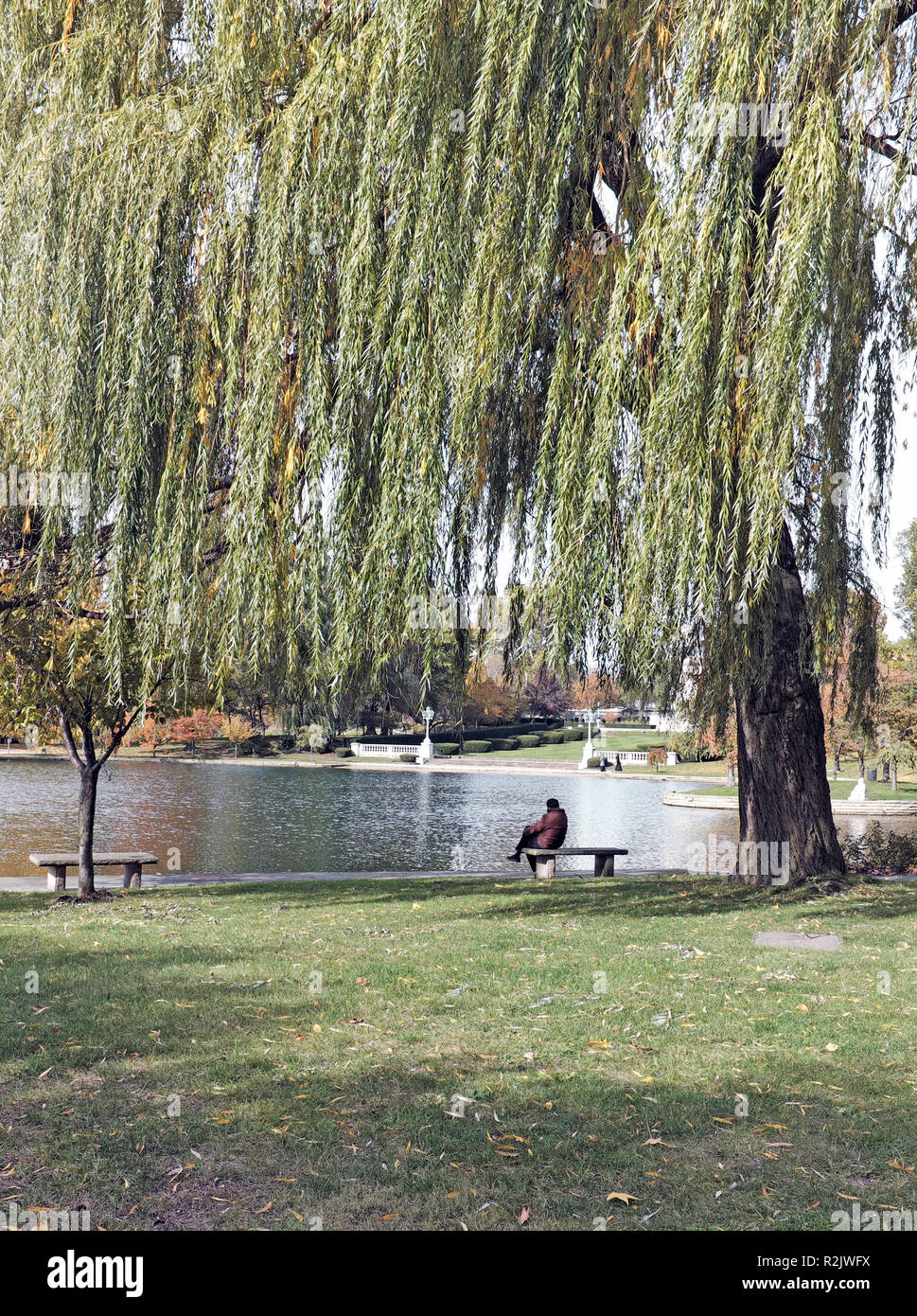 Ältere Mann sitzt auf einer Steinbank unter einer Trauerweide Baum neben Wade Park Lagune in der Universität Circle in Cleveland, Ohio, USA. Stockfoto