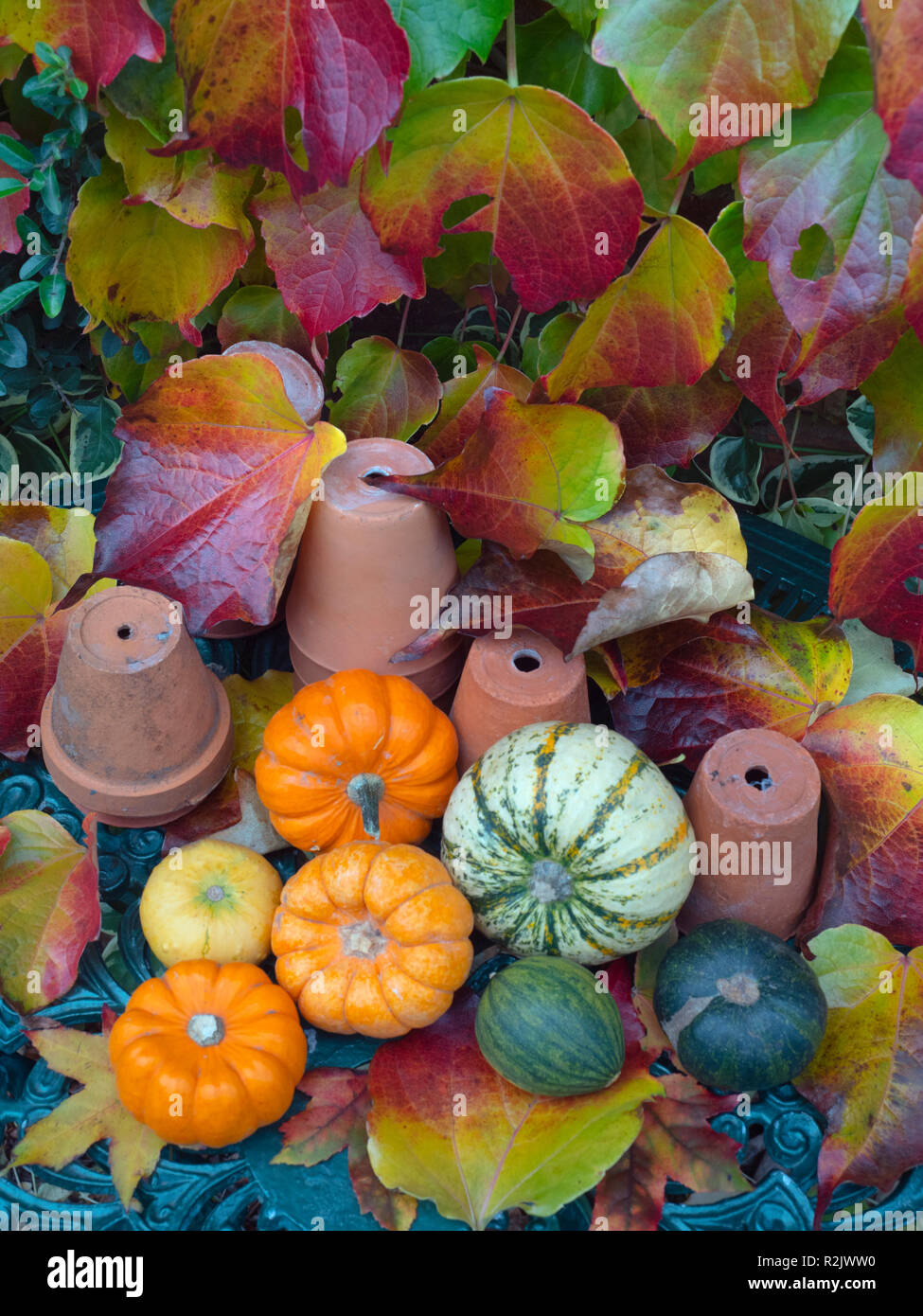 Selbst angebauten Kürbisse und Ändern der Blätter im Herbst Stockfoto