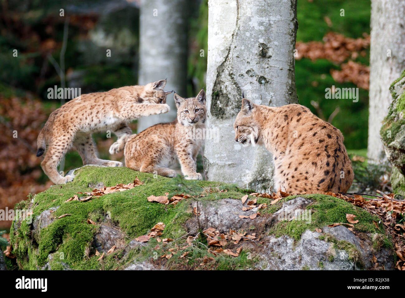 Luchs Lynx lynx, Europäischer Luchs, Mutter Tier, junge Tiere, Captive, Deutschland Stockfoto