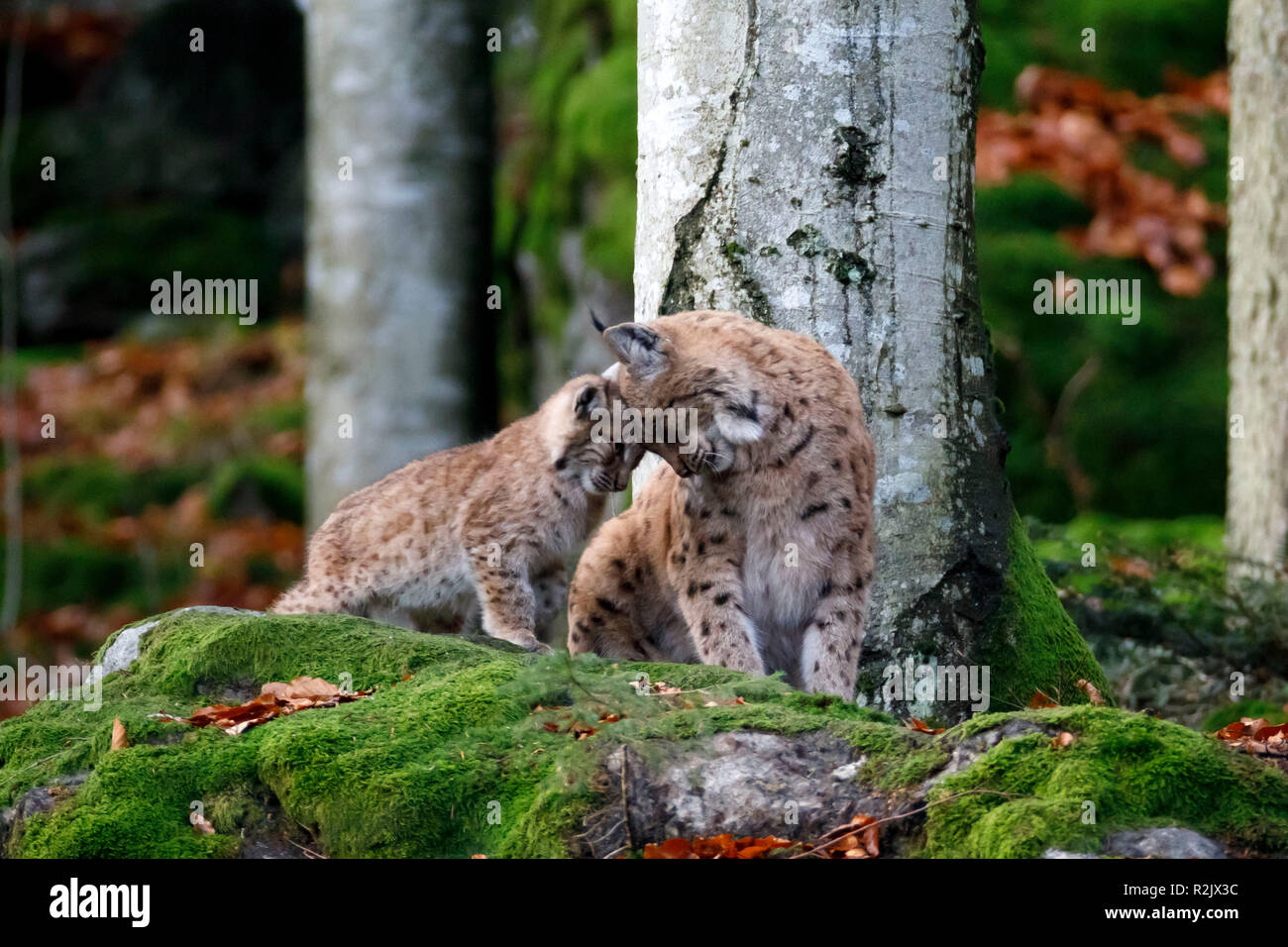 Luchs Lynx lynx, Europäischer Luchs, Mutter Tier, junge Tiere, Captive, Deutschland Stockfoto